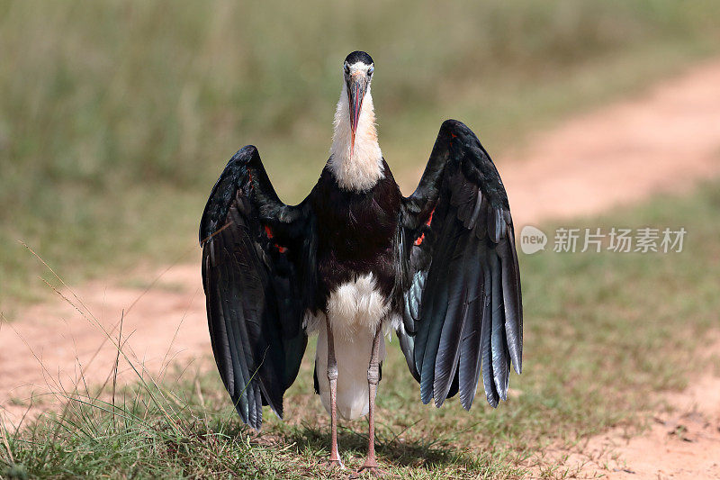 鹳鸟:成年亚洲毛颈鹳或亚洲毛颈鹳(Ciconia episcopus)